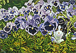 bosco_pansies