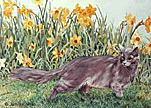 fluffy_daffs