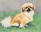 sadie
